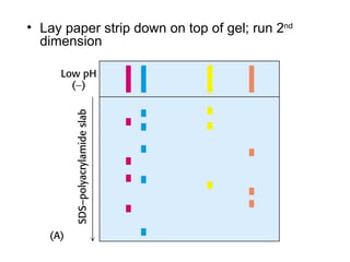 Lay paper strip down on top of gel; run 2 nd  dimension 