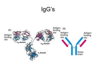 IgG’s 