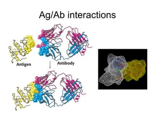 Ag/Ab interactions 