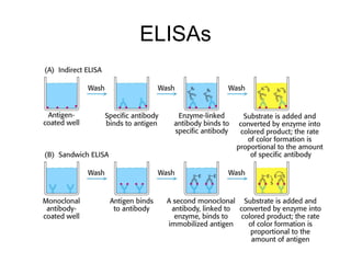 ELISAs 