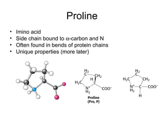 Proline Imino acid Side chain bound to   -carbon and N Often found in bends of protein chains Unique properties (more later) 