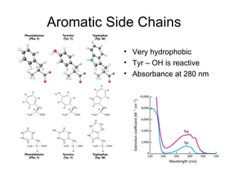Aromatic Side Chains Very hydrophobic Tyr – OH is reactive Absorbance at 280 nm 