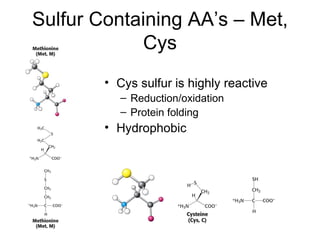 Sulfur Containing AA’s – Met, Cys Cys sulfur is highly reactive Reduction/oxidation Protein folding Hydrophobic 