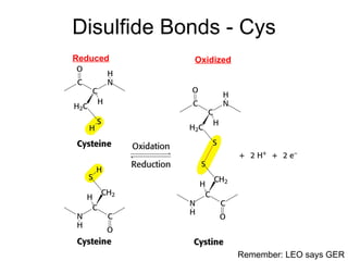 Disulfide Bonds - Cys Reduced Oxidized Remember: LEO says GER 