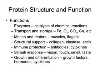 Protein Structure and Function ,[object Object],[object Object],[object Object],[object Object],[object Object],[object Object],[object Object],[object Object]