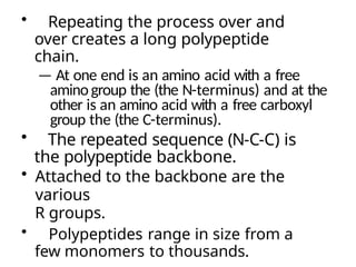 Proteins - Many Structures, 1. A polypeptide is a polymer of amino ...