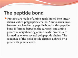 The peptide bond
Proteins are made of amino acids linked into linear
chains, called polypeptide chains. Amino acids links
between each other by peptide bonds - this peptide
bond is formed between the carboxyl and amino
groups of neighbouring amino acids. Proteins are
formed by one or several polypeptide chains. The
sequence of the polypeptide chain is defined by a
gene with genetic code.
 