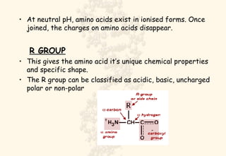 <ul><li>At neutral pH, amino acids exist in ionised forms. Once joined, the charges on amino acids disappear. </li></ul><u...
