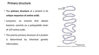 Protein & Amino Acid Structures Levels of protein structure (primary ...