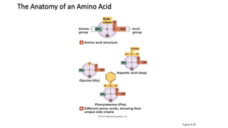 Protein & Amino Acid Structures Levels of protein structure (primary ...