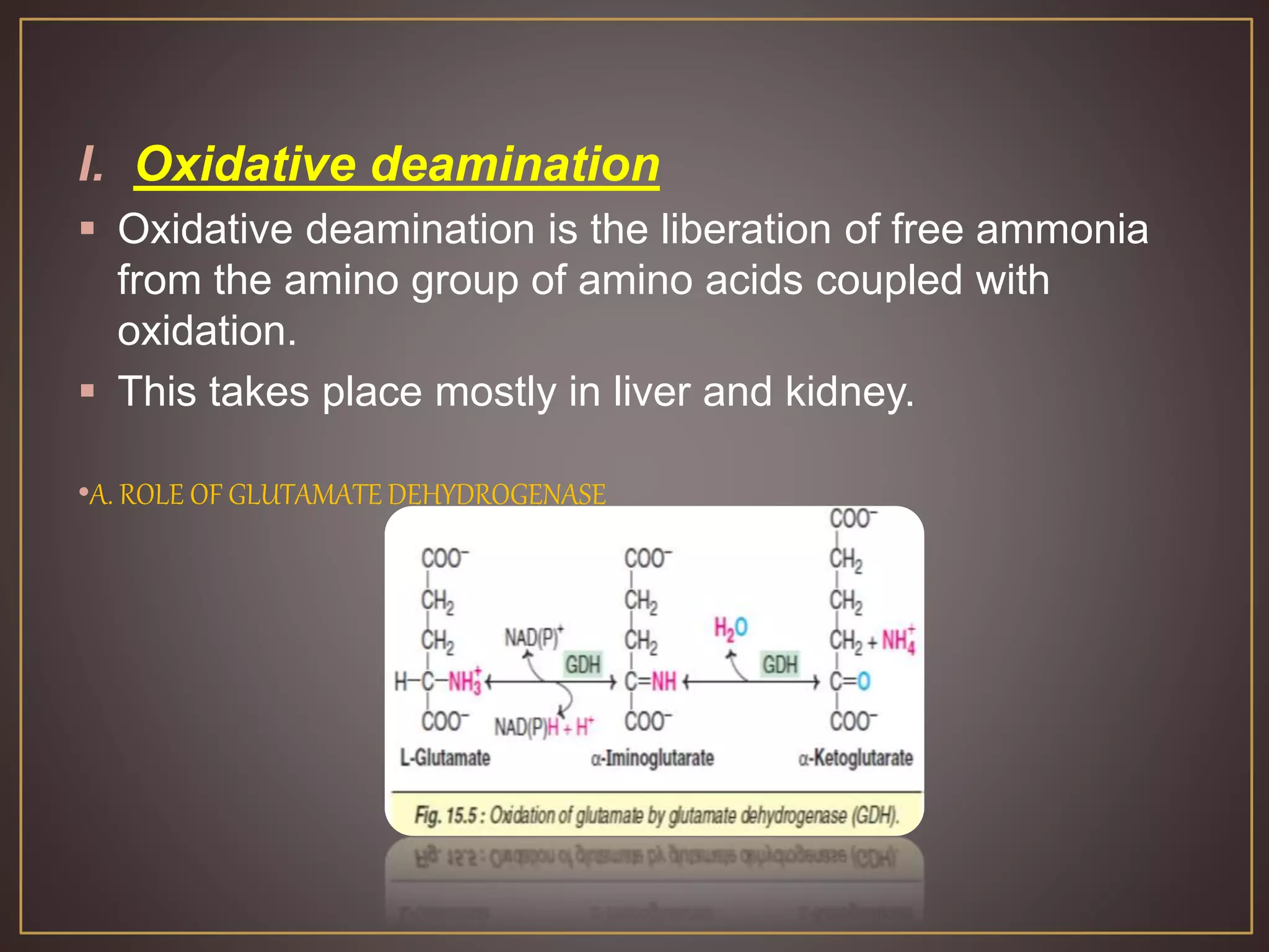 I. Oxidative deamination
 Oxidative deamination is the liberation of free ammonia
from the amino group of amino acids coupled with
oxidation.
 This takes place mostly in liver and kidney.
•A. ROLE OF GLUTAMATE DEHYDROGENASE
 