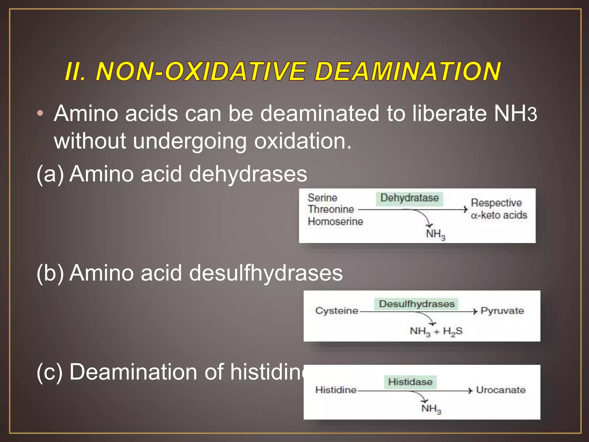 • Amino acids can be deaminated to liberate NH3
without undergoing oxidation.
(a) Amino acid dehydrases
(b) Amino acid desulfhydrases
(c) Deamination of histidine
 