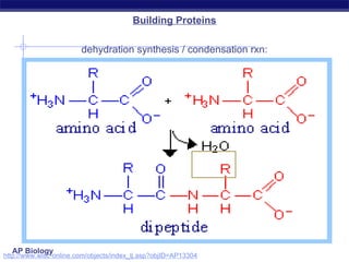 Generic Condensation Rxn Comprehensive Overview of Protein Structure and Function in AP Biology ...