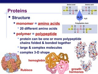 Protein Overview Comprehensive Overview of Protein Structure and Function in AP Biology ...