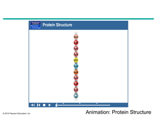Comprehensive Overview of Protein Structure and Function in AP Biology ...