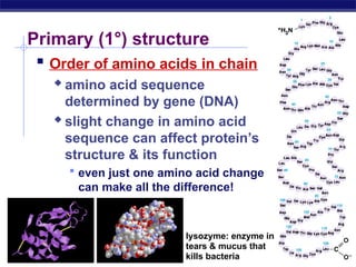 Comprehensive Overview of Protein Structure and Function in AP Biology ...