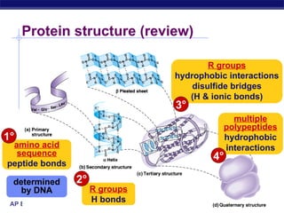 Comprehensive Overview of Protein Structure and Function in AP Biology ...