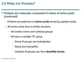 Comprehensive Overview of Protein Structure and Function in AP Biology ...