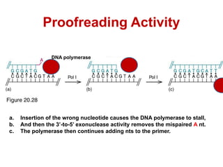 Proteins and enzymes involved in prokaryotic DNA replication.pptx