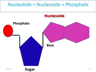 Sugar
Base
Phosphate
NucleosideNucleoside
1409/11/15
 