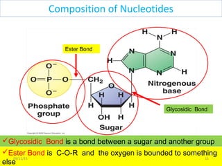Glycosidic Bond is a bond between a sugar and another group
Ester Bond
Glycosidic Bond
Ester Bond is C-O-R and the oxygen is bounded to something
else
1509/11/15
Composition of Nucleotides
 