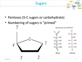 • Pentoses (5-C sugars or carbohydrate)
• Numbering of sugars is “primed”
1709/11/15
Sugars
 