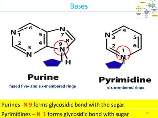 fused five- and six-membered rings
Pyrimidines – N 1 forms glycosidic bond with sugar
Purines -N 9 forms glycosidic bond with the sugar
six membered rings
1909/11/15
Bases
 