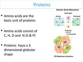  Amino acids are the
basic unit of proteins
 Amino acids consist of
C, H, O and N (S & P)
 Proteins have a 3
dimensional globular
shape
Proteins
 