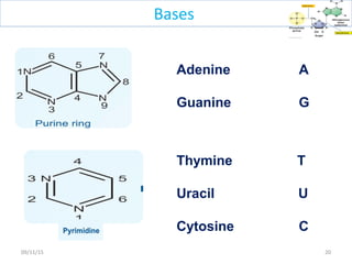 Adenine A
Guanine G
Thymine T
Uracil U
Cytosine C
2009/11/15
Bases
 