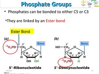 • Phosphates can be bonded to either C5 or C3
Phosphate GroupsPhosphate Groups
Ester Bond
•They are linked by an Ester bond
2409/11/15
 