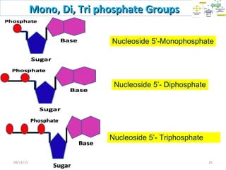 Mono, Di, Tri phosphate GroupsMono, Di, Tri phosphate Groups
Nucleoside 5’-Monophosphate
Nucleoside 5’- Diphosphate
Nucleoside 5’- Triphosphate
2509/11/15
 