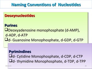Naming Conventions of NucleotidesNaming Conventions of Nucleotides
DeoxynucleotidesDeoxynucleotides
PurinesPurines
Deoxyadenosine monophosphate (d-AMP),
d-ADP, d-ATP
d- Guanosine Monophosphate, d-GDP, d-GTP
DeoxynucleotidesDeoxynucleotides
PurinesPurines
Deoxyadenosine monophosphate (d-AMP),
d-ADP, d-ATP
d- Guanosine Monophosphate, d-GDP, d-GTP
PyrimindinesPyrimindines
d- Cytidine Monophosphate, d-CDP, d-CTP
d- thymidine Monophosphate, d-TDP, d-TPP
PyrimindinesPyrimindines
d- Cytidine Monophosphate, d-CDP, d-CTP
d- thymidine Monophosphate, d-TDP, d-TPP
2809/11/15
 