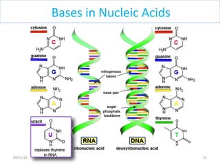 Bases in Nucleic Acids
3109/11/15
 