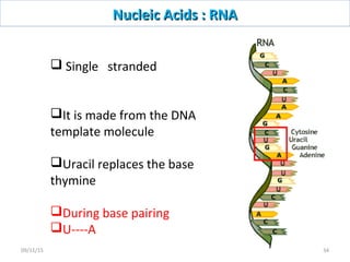  Single stranded
It is made from the DNA
template molecule
Uracil replaces the base
thymine
During base pairing
U----A
Nucleic Acids : RNANucleic Acids : RNA
3409/11/15
 