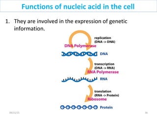 1. They are involved in the expression of genetic
information.
Functions of nucleic acid in the cell
3609/11/15
 