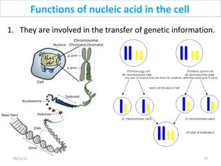 Functions of nucleic acid in the cell
1. They are involved in the transfer of genetic information.
3709/11/15
 