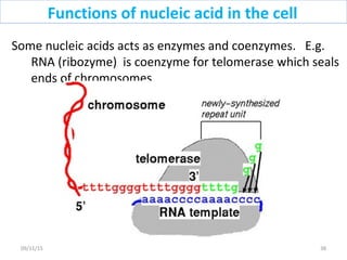 Some nucleic acids acts as enzymes and coenzymes. E.g.
RNA (ribozyme) is coenzyme for telomerase which seals
ends of chromosomes.
Functions of nucleic acid in the cell
3809/11/15
 