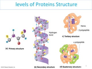 levels of Proteins Structure
409/11/15
 