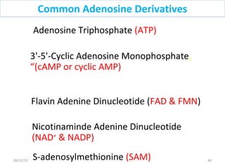 Adenosine Triphosphate (ATP)
3'-5'-Cyclic Adenosine Monophosphate,
“(cAMP or cyclic AMP)
Flavin Adenine Dinucleotide (FAD & FMN)
Nicotinaminde Adenine Dinucleotide
(NAD+
& NADP)
S-adenosylmethionine (SAM)
Common Adenosine Derivatives
4009/11/15
 