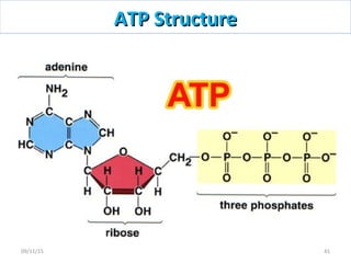 ATP StructureATP Structure
4109/11/15
 