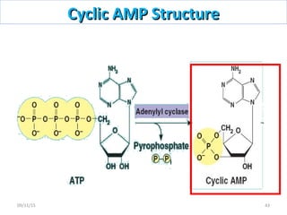 Cyclic AMP StructureCyclic AMP Structure
4309/11/15
 