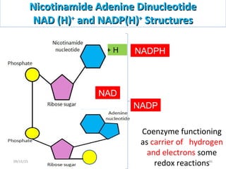 Nicotinamide Adenine DinucleotideNicotinamide Adenine Dinucleotide
NAD (H)NAD (H)++
and NADP(H)and NADP(H)++
StructuresStructures
+ H
Coenzyme functioning
as carrier of hydrogen
and electrons some
redox reactions
NADP
NADPH
NAD
4609/11/15
 