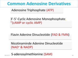 S-adenosylmethionine (SAM)
Common Adenosine Derivatives
4909/11/15
 