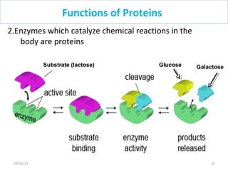 Functions of Proteins
2.Enzymes which catalyze chemical reactions in the
body are proteins
Substrate (lactose) Glucose Galactose
609/11/15
 