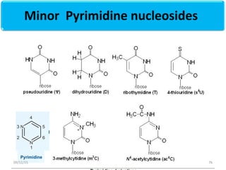 Minor Pyrimidine nucleosides
7609/11/15
 