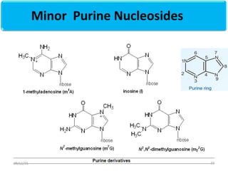 Minor Purine Nucleosides
7709/11/15
 