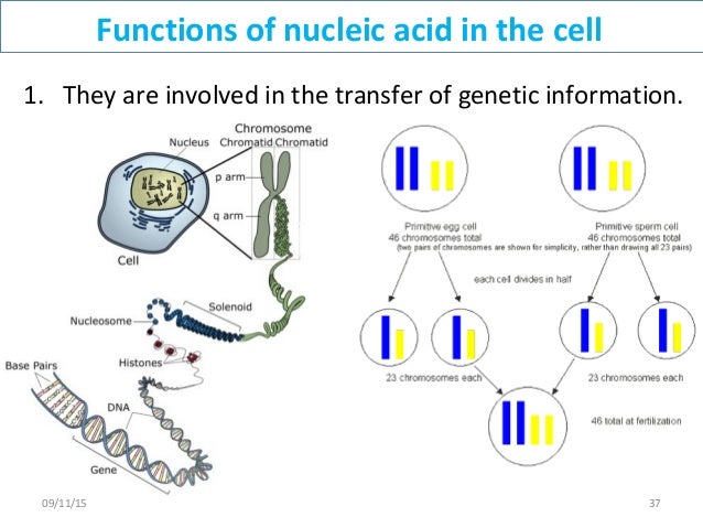functions of nucleic acids