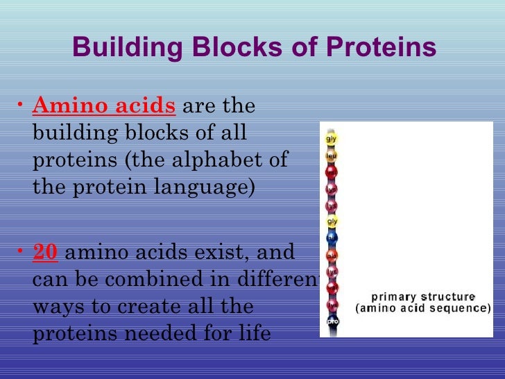proteins and nucleic acids notes the building blocks of proteins are