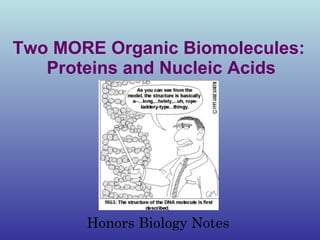Two MORE Organic Biomolecules:  Proteins and Nucleic Acids Honors Biology Notes  
