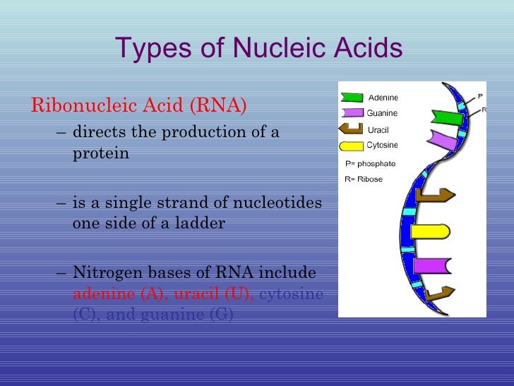 Proteins and nucleic acids notes